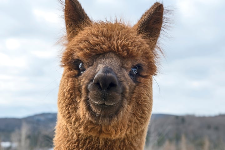 Young alpaca looking at camera.