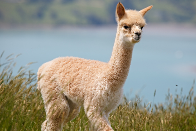 Baby Alpaca